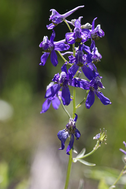 Delphinium nuttallianum