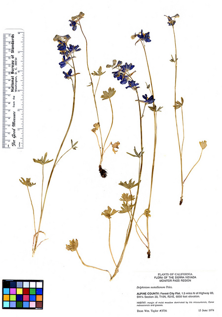 Delphinium nuttallianum