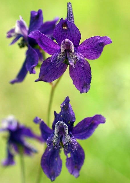 Delphinium patens (Delphinium patens)