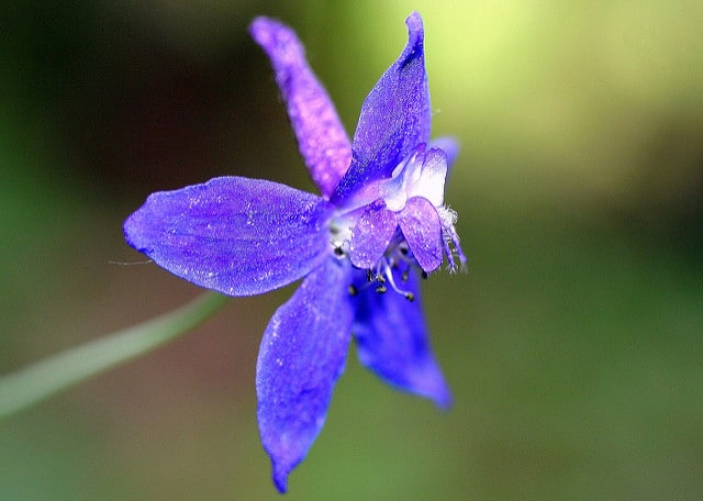 Delphinium patens