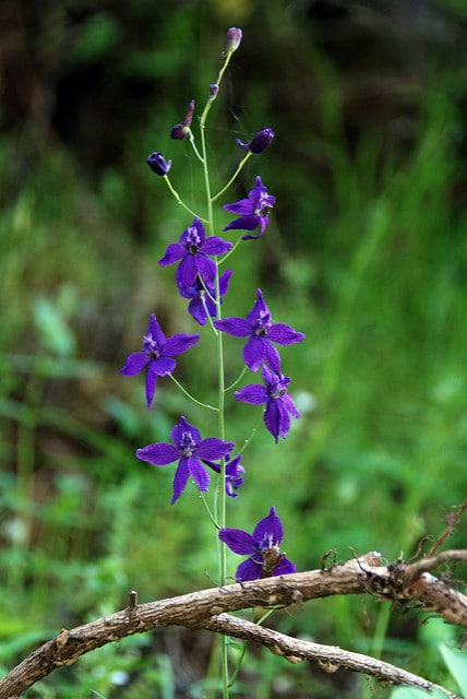 Delphinium patens