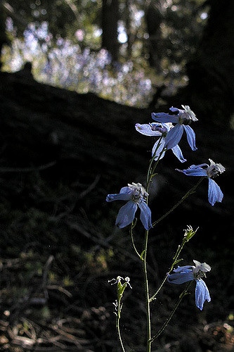 Delphinium patens