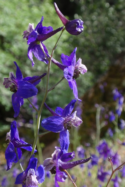 Delphinium patens