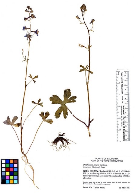 Delphinium patens