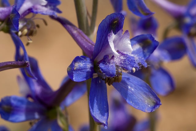 Delphinium scaposum (Delphinium scaposum)