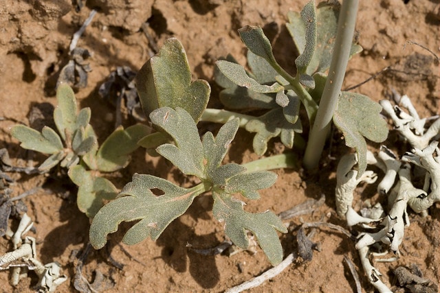 Delphinium scaposum