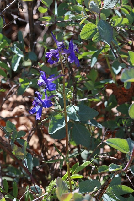 Delphinium scaposum