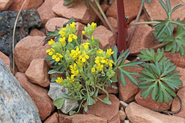 Delphinium scaposum
