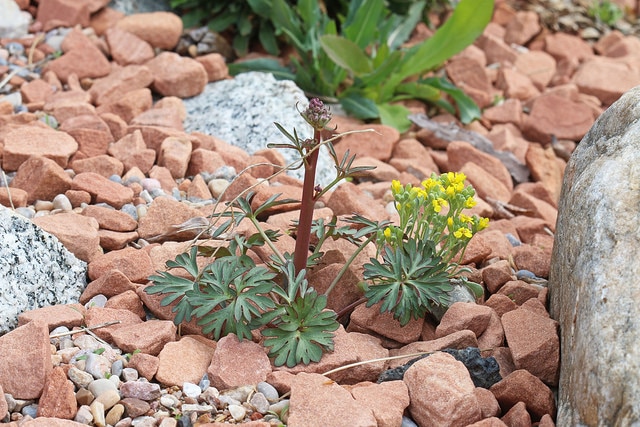 Delphinium scaposum