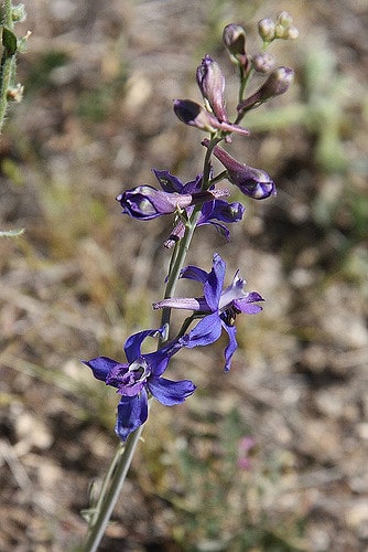 Delphinium scaposum