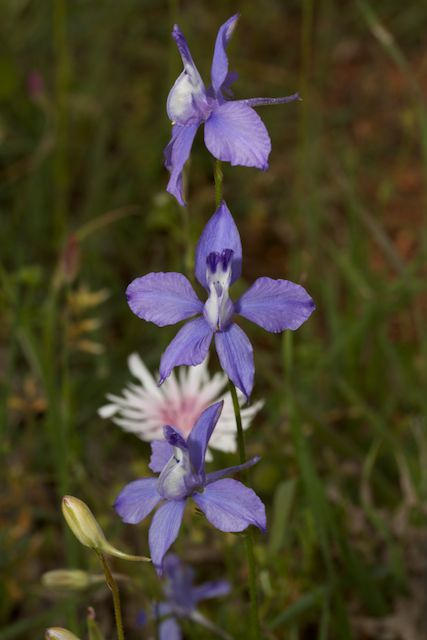 Dauphinelle staphisaigre (Delphinium staphisagria)