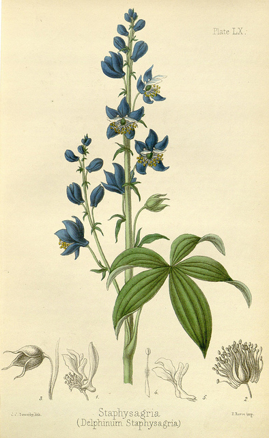 Dauphinelle staphisaigre