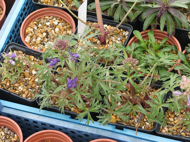 Delphinium tricorne