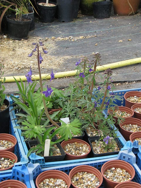 Delphinium tricorne