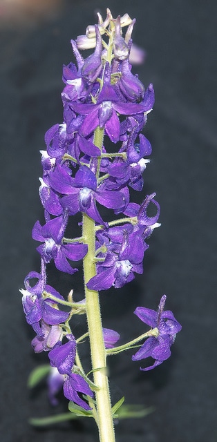 Delphinium tricorne