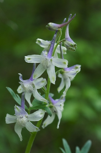 Delphinium tricorne