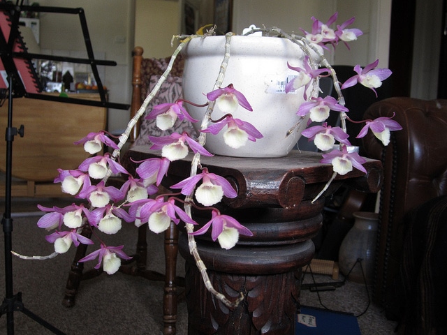 Dendrobium aphyllum (Dendrobium aphyllum)