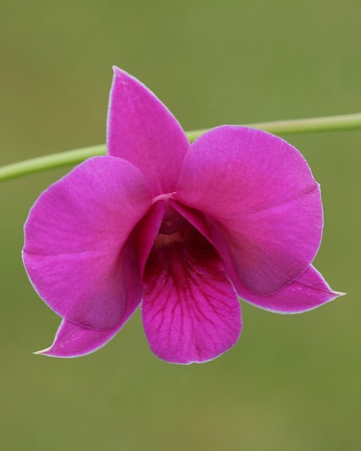 Vappodes phalaenopsis