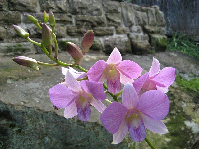 Vappodes phalaenopsis