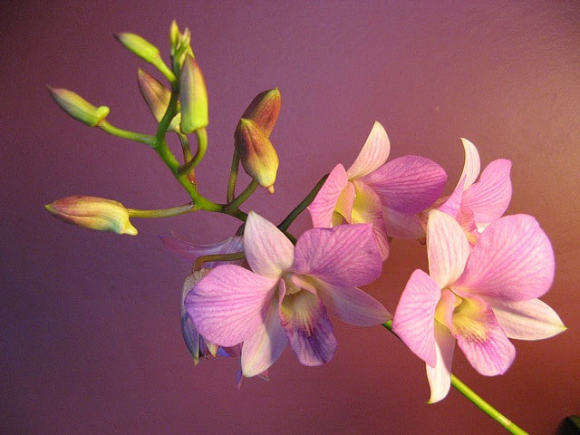Vappodes phalaenopsis