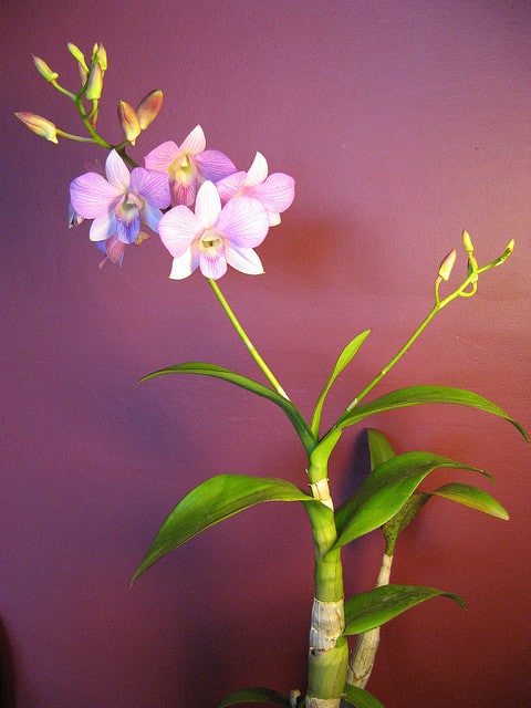 Vappodes phalaenopsis