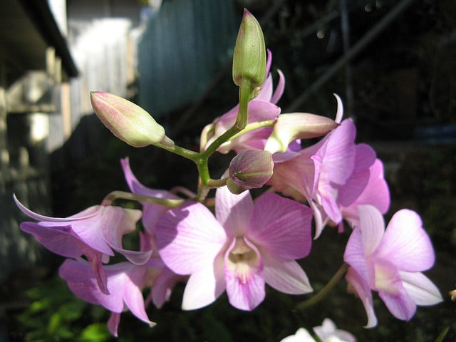 Vappodes phalaenopsis
