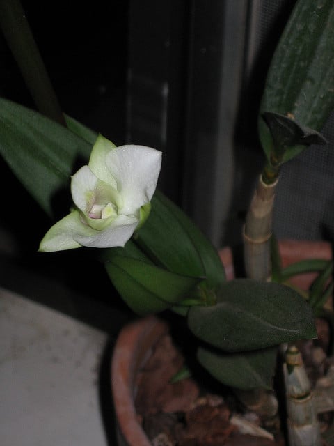 Dendrobium infundibulum