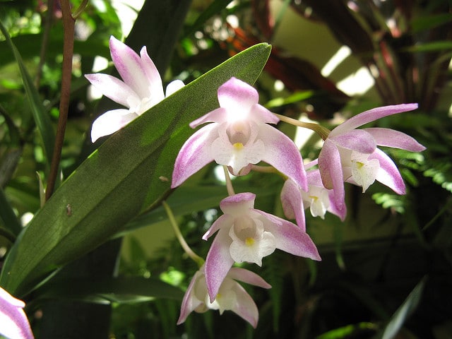 Dendrobium kingianum (Dendrobium kingianum)