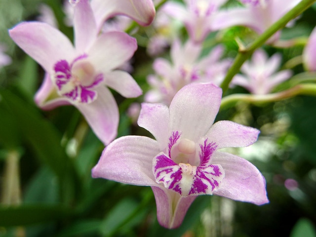 Dendrobium kingianum