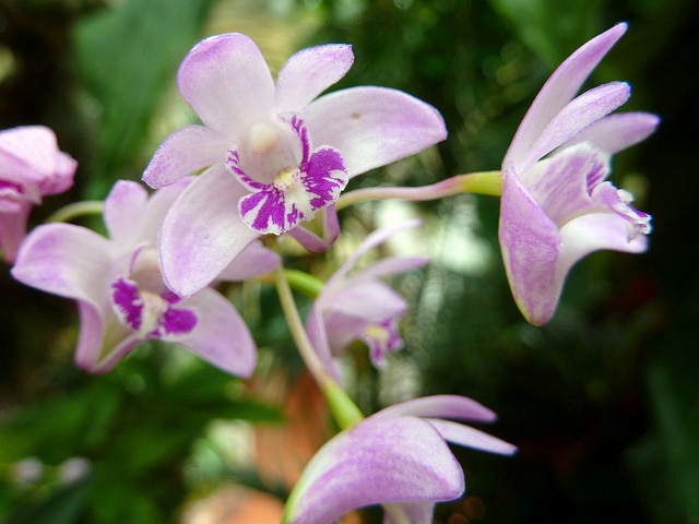 Dendrobium kingianum
