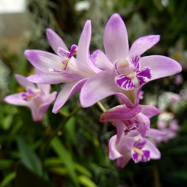 Dendrobium kingianum