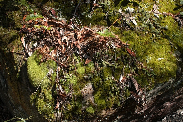 Dockrillia linguiforme