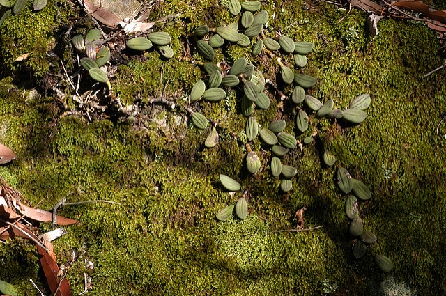 Dockrillia linguiforme