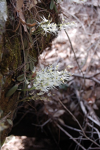 Dockrillia linguiforme