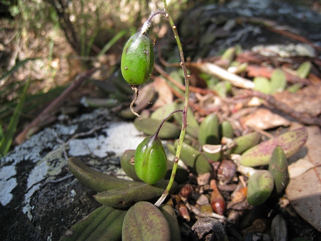 Dockrillia linguiforme