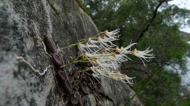 Dockrillia linguiforme