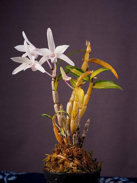 Dendrobium moniliforme