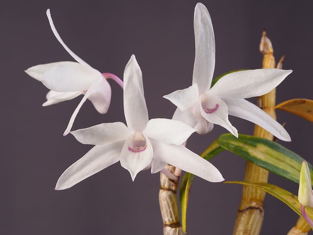 Dendrobium moniliforme