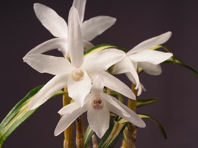 Dendrobium moniliforme
