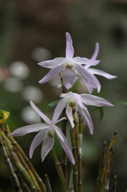 Dendrobium moniliforme