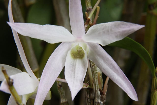 Dendrobium moniliforme
