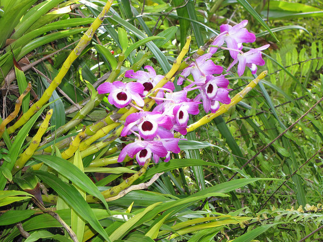 Orchidée bambou