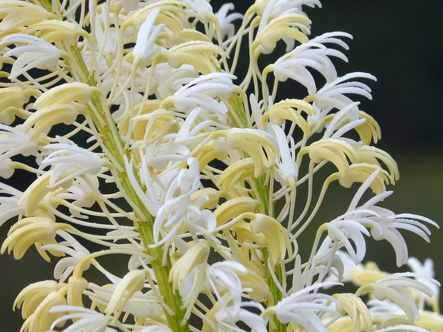Dendrobium speciosum