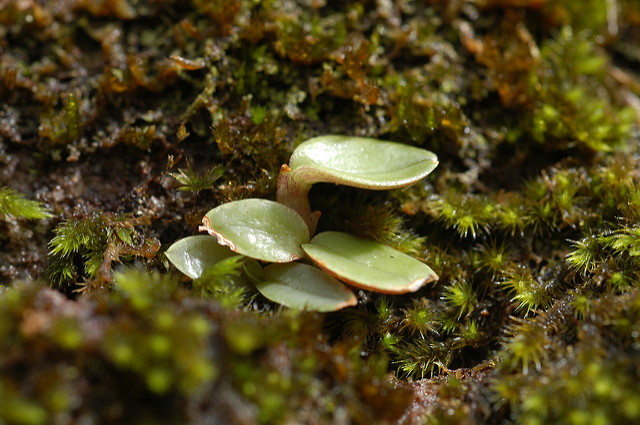 Dendrobium speciosum