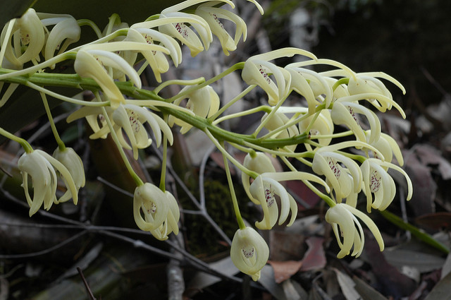 Dendrobium speciosum