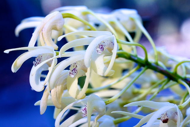 Dendrobium speciosum