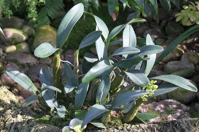 Dendrobium speciosum (Dendrobium speciosum)