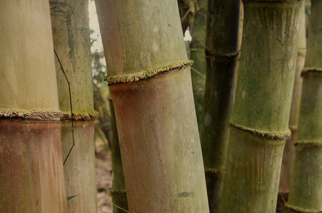 Bambou asper (Dendrocalamus asper)