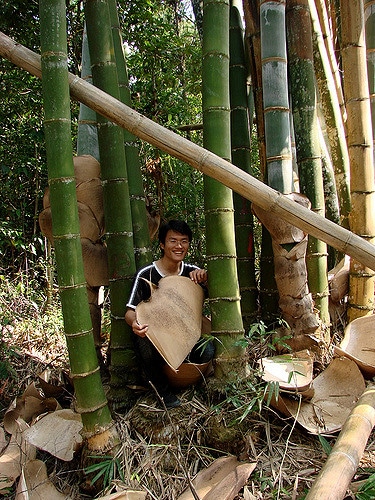 Dendrocalamus giganteus