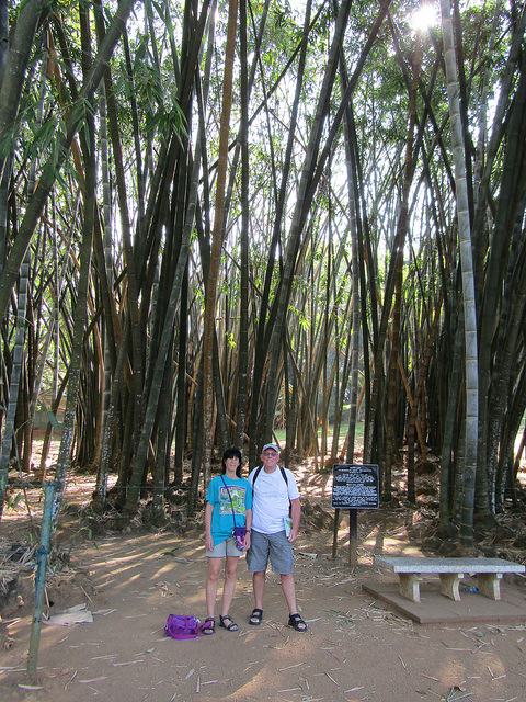 Dendrocalamus giganteus